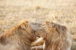 leoni al bacio.png